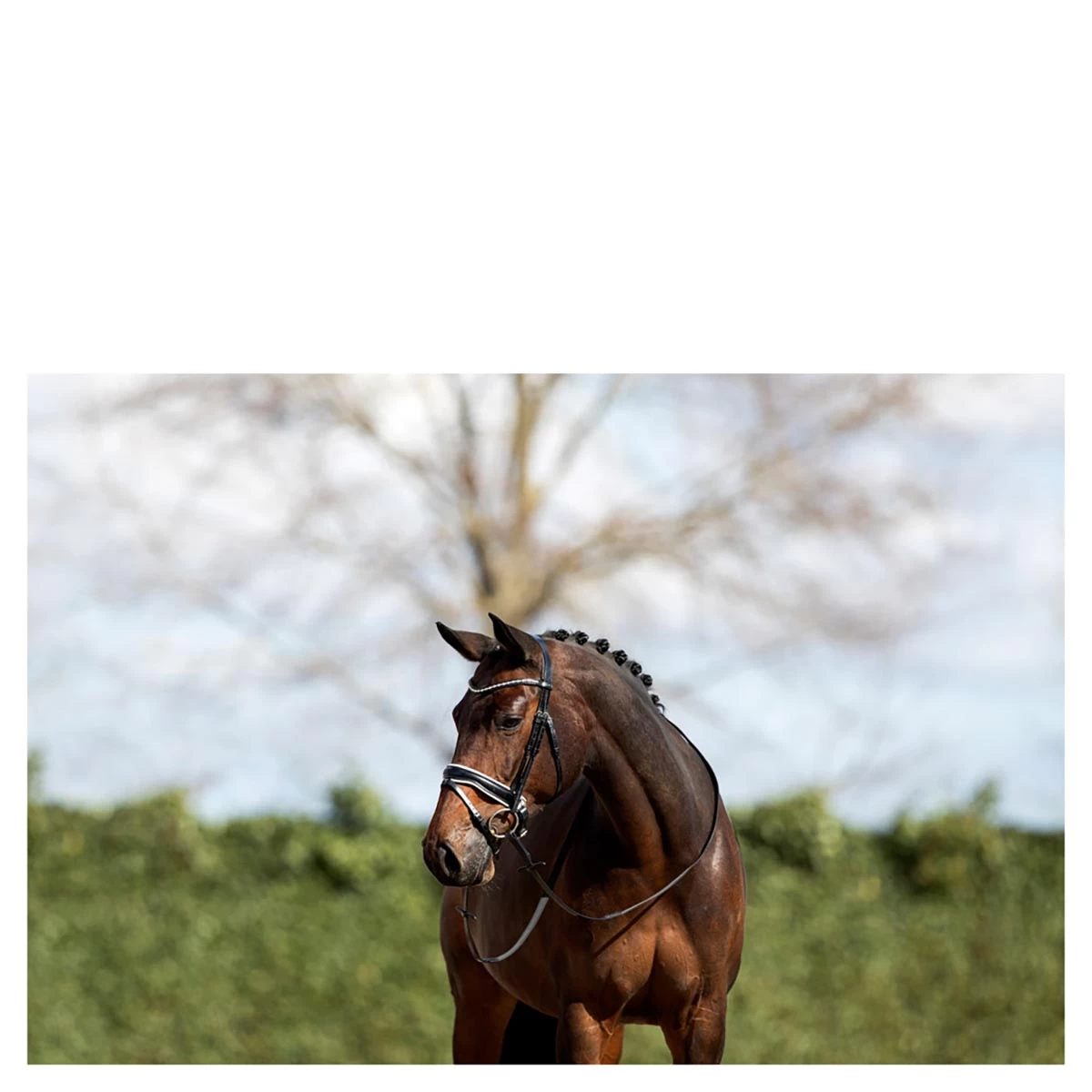 Hoofdstel Anky ATH16002 Zwart-wit - Afbeelding 2