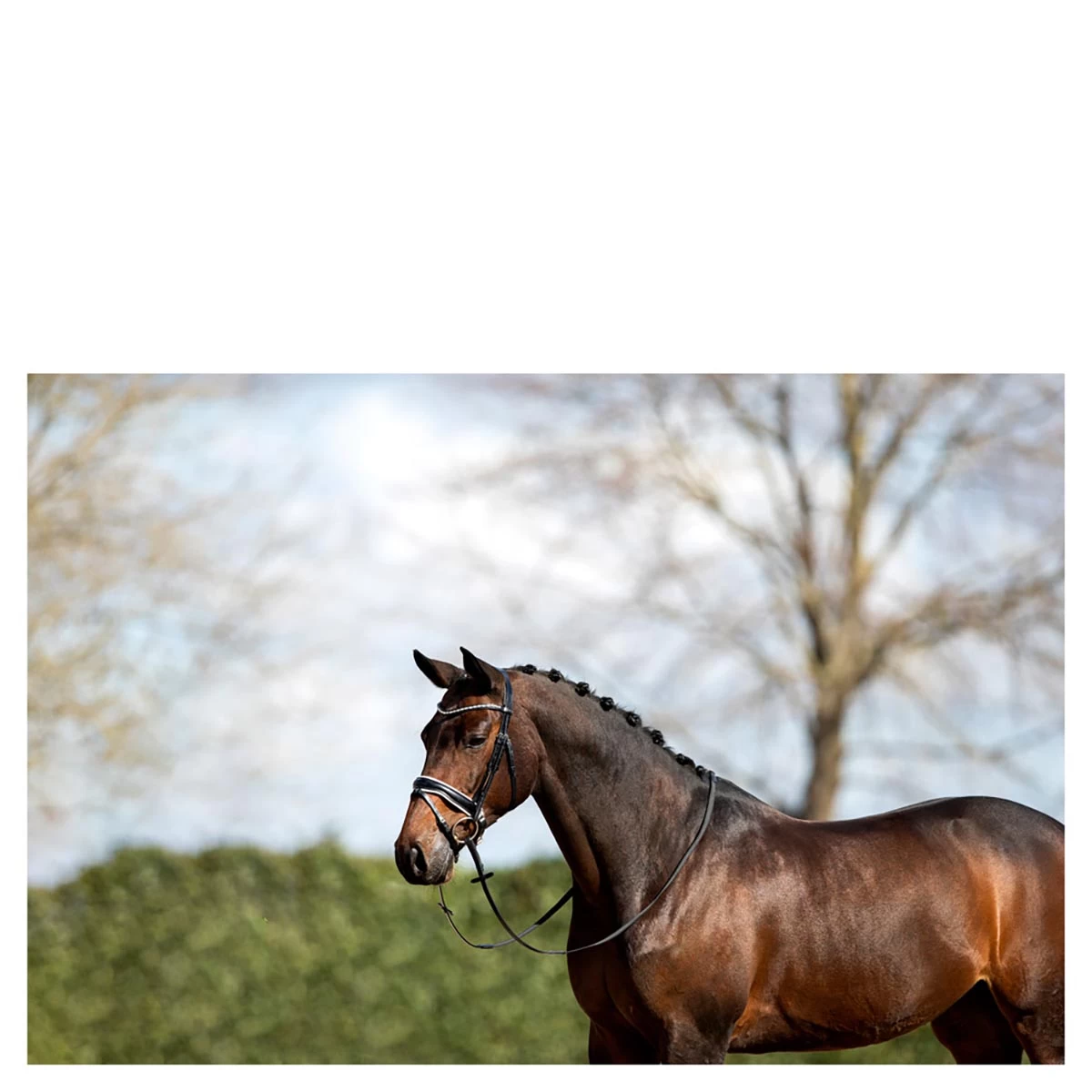 Hoofdstel Anky ATH16002 Zwart-wit - Afbeelding 3