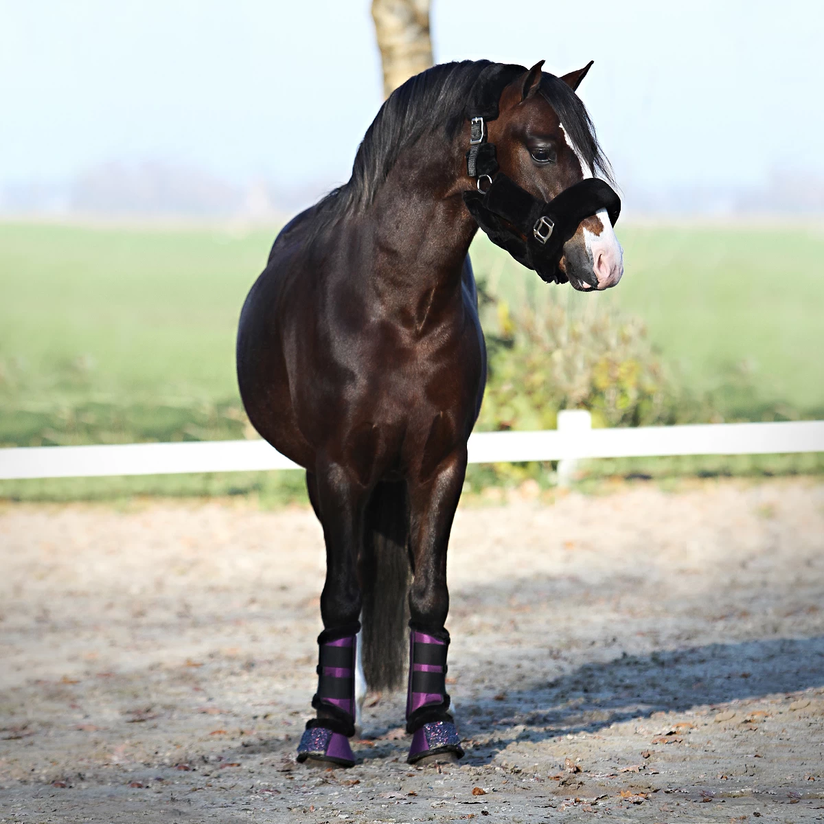 Springschoenen Horsegear Lilou Donkerpaars - Afbeelding 3